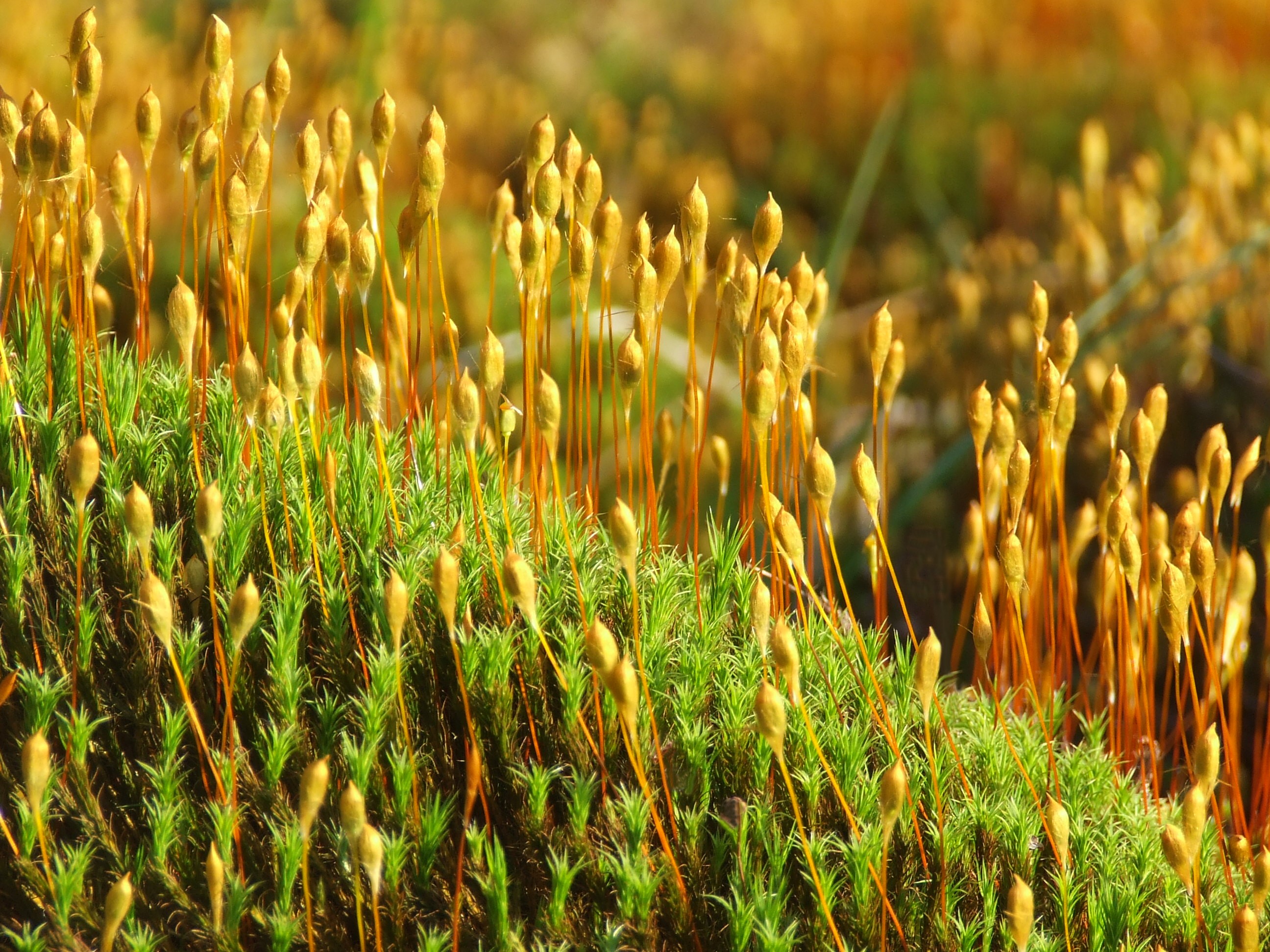 MOSS Bill Bagley Photography